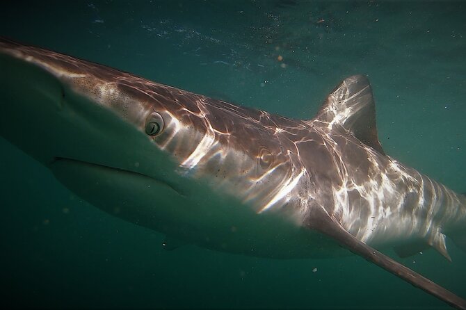 Shark Explorers - On-board snacks and drinks: keeping the wait from feeling long