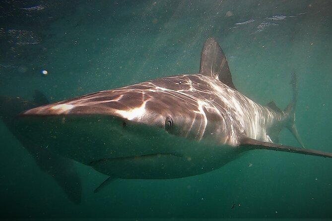 Shark Explorers - Guide energy and shark insights: more than just the cage