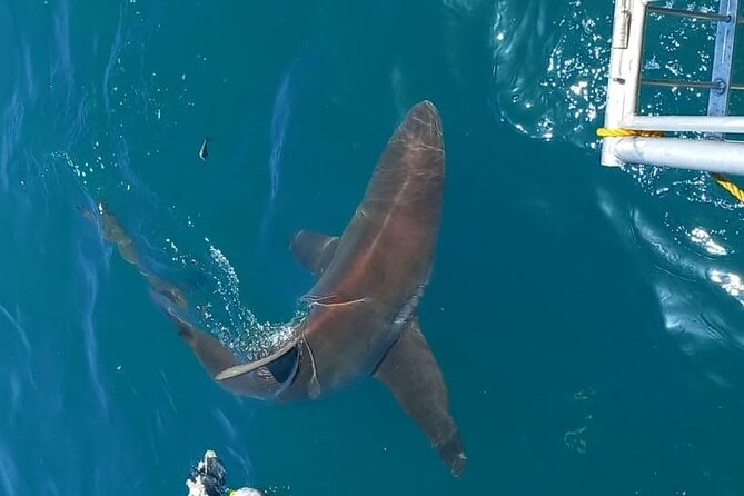 Shark Explorers - Wildlife bonus possibilities: whales and seals