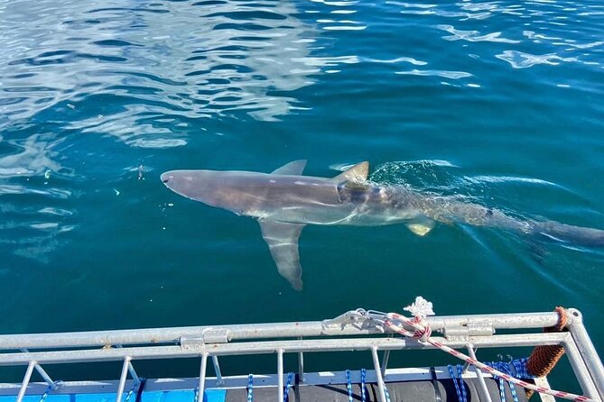 Shark Explorers - Gear, hookah system, and the comfort details that matter