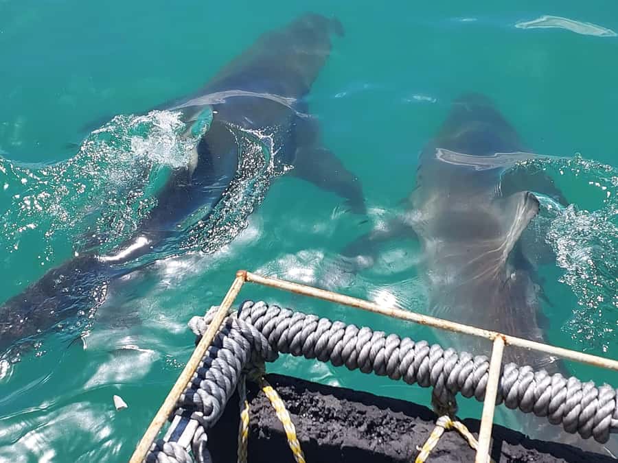 Shark & Whale Trip Combo - Key Points You Should Know Before You Go
