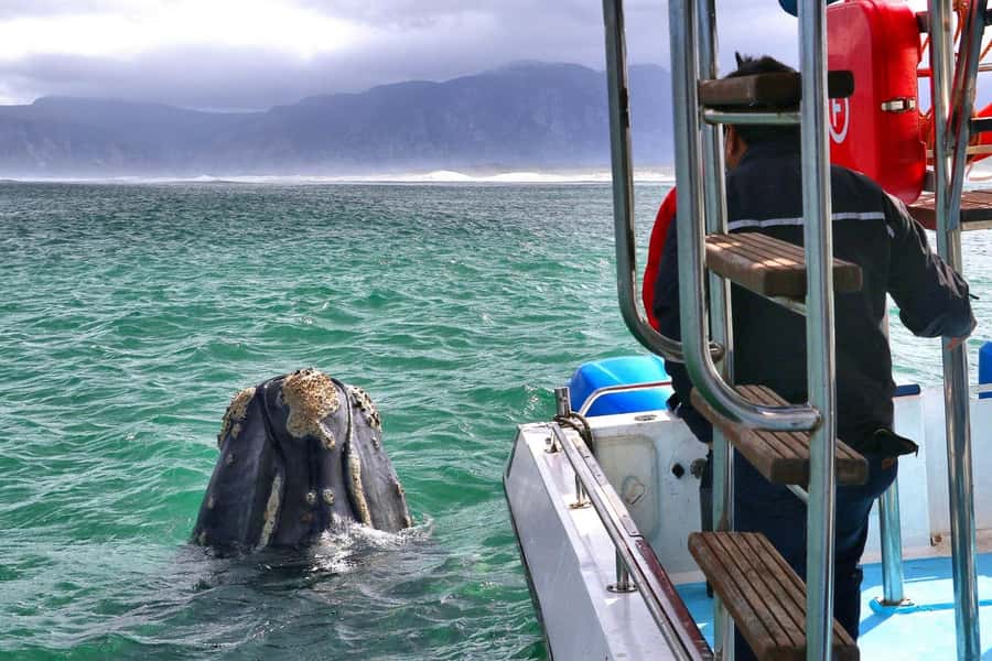 Shark & Whale Trip Combo - Gansbaai, Kleinbaai, and the Start Point That Keeps It Simple