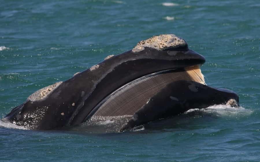 Shark & Whale Trip Combo - Shark Cage Time: What Happens in the Cold Water Zone