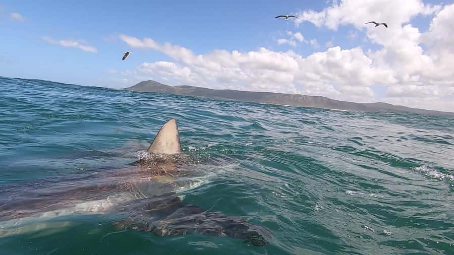 Shark & Whale Trip Combo - Camera Tips and Sea Comfort: Bring What the Day Actually Needs