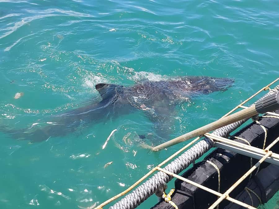 Shark & Whale Trip Combo - How Much Time Is This Really, and Why Timing Can Shift