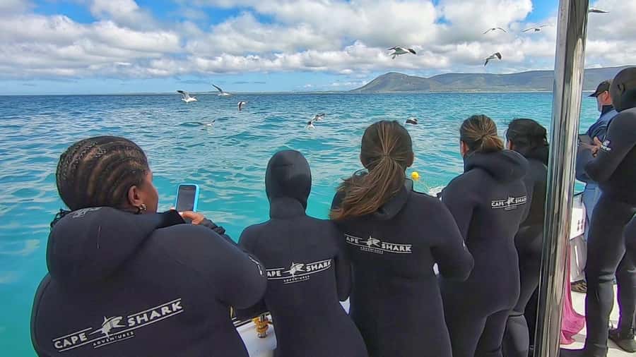 Shark & Whale Trip Combo - Who This Combo Tour Fits Best, and Who Might Want a Different Plan
