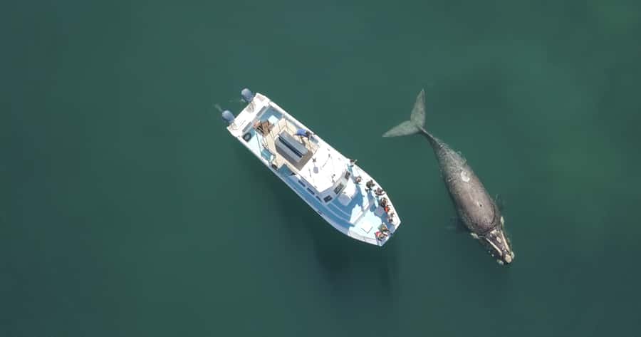 Shark & Whale Trip Combo - Finding Your Feet Before the Cage: Breakfast, Briefing, and Gear