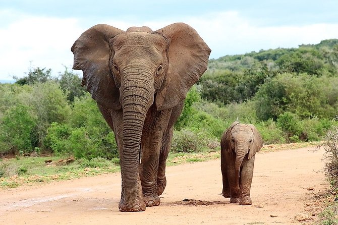 Shore Excursion Cruise Ships Port Elizabeth, Addo Elephant Park - Quick hits for your Port Elizabeth to Addo cruise day