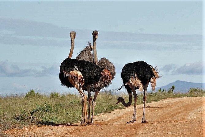 Shore Excursion Cruise Ships Port Elizabeth, Addo Elephant Park - Guides who hunt for sightings, not just spots