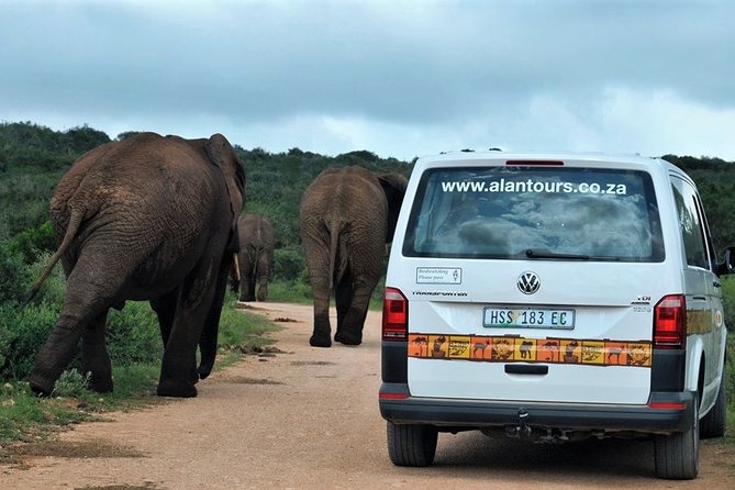 Shore Excursion Cruise Ships Port Elizabeth, Addo Elephant Park - Price and value for money at about $155 per person