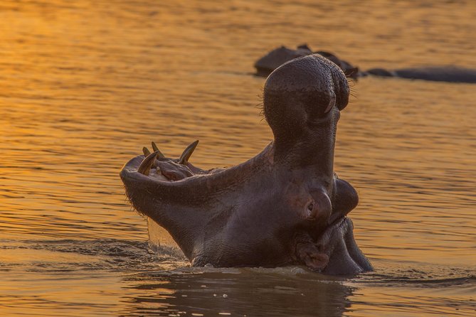 Shoreline Hippo and Crocodile Boat Cruises, iSimangaliso Wetland Park - Small Boat, Better Viewing Than the Big Tours
