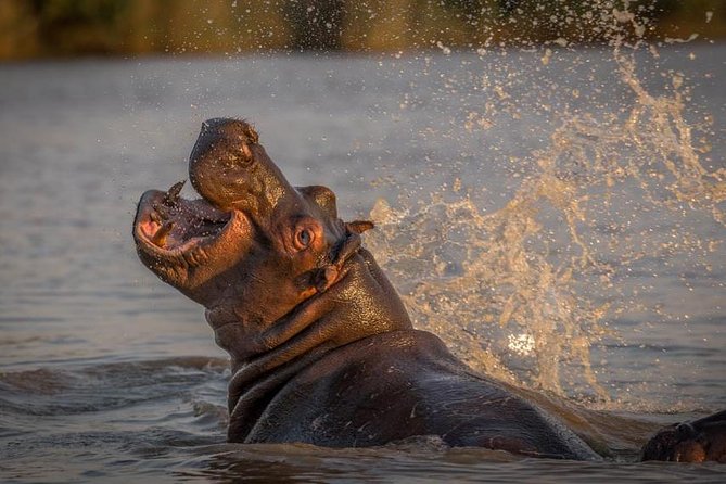 Shoreline Hippo and Crocodile Boat Cruises, iSimangaliso Wetland Park - Who This Cruise Suits Best