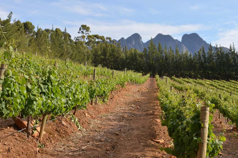 Sip & Savor : A Perfect Half-day Wine Escape to Stellenbosch - The real value of a $53 half-day, and what that includes