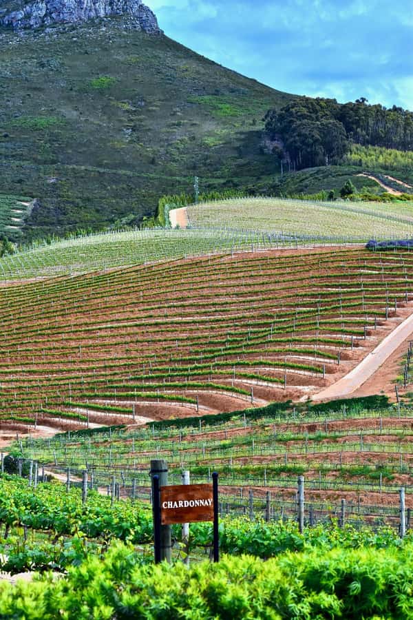 Sip & Savor : A Perfect Half-day Wine Escape to Stellenbosch - Practical packing and small comfort tips