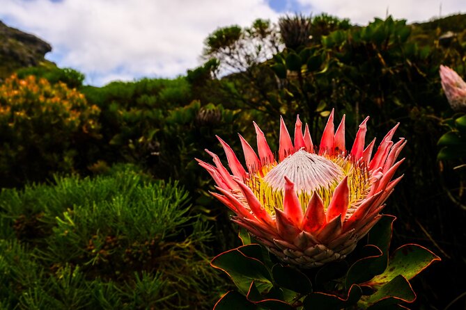 Skeleton Gorge Hike up Table Mountain - Kirstenbosch garden time before the real climb