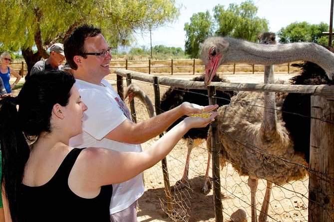 Skip the Line: Highgate Ostrich Farm Tour Ticket - Hand feeding and ostrich biology, what you’ll actually learn