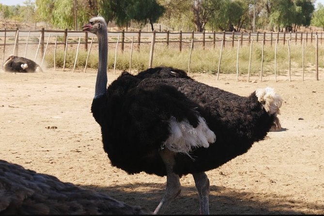Skip the Line: Highgate Ostrich Farm Tour Ticket - The ostrich derby viewing, motion as a learning tool