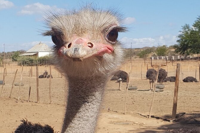 Skip the Line: Highgate Ostrich Farm Tour Ticket - Your time on-site, step by step