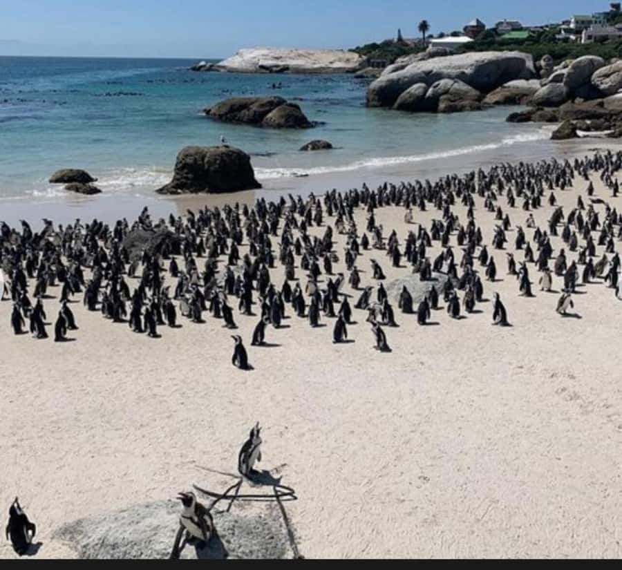 Small Group: African Penguins,Boulders beach-Half-Day Tour. - Key things that make this tour work well