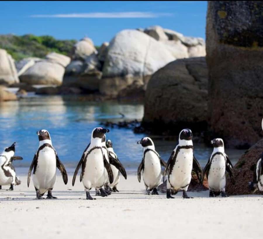 Small Group: African Penguins,Boulders beach-Half-Day Tour. - Two hours at Boulders Beach Penguin Colony: what you’ll actually do