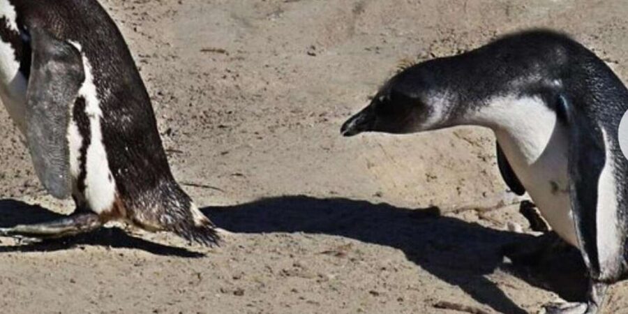Small Group: African Penguins,Boulders beach-Half-Day Tour. - Chapman’s Peak Drive photo stop: short, scenic, and worth it