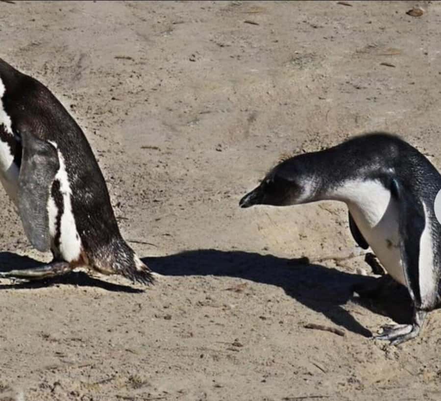 Small Group: African Penguins,Boulders beach-Half-Day Tour. - Price and value check: what the $79 includes, and what you should budget