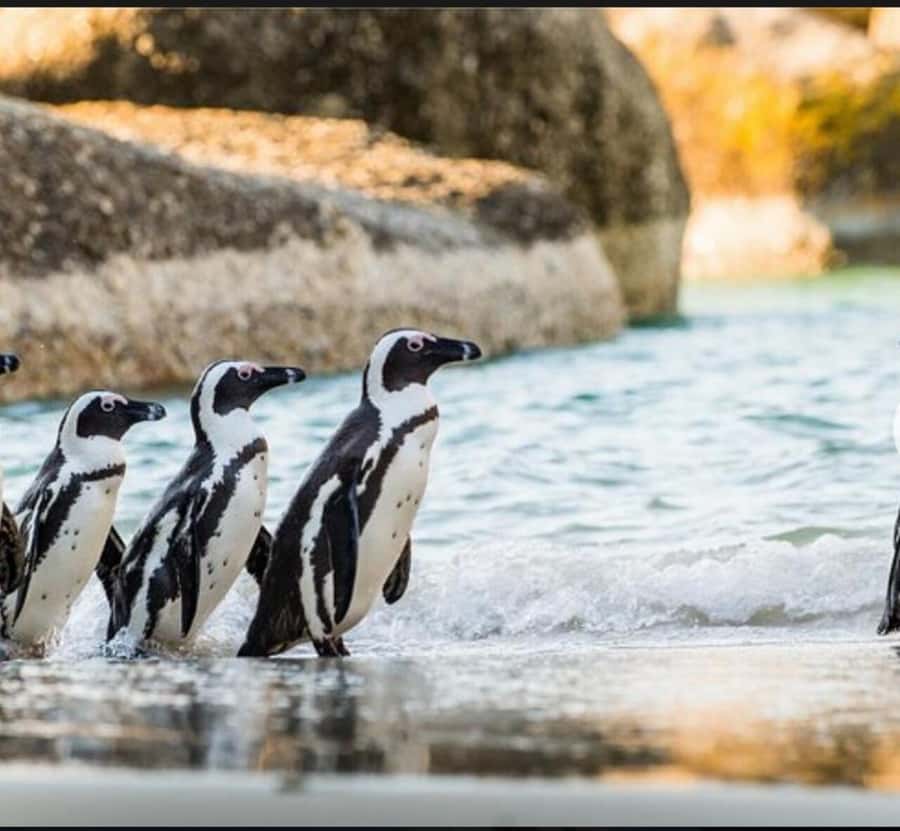 Small Group: African Penguins,Boulders beach-Half-Day Tour. - Cape Town pickup and the shared transfer that keeps things easy