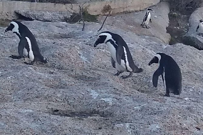 Small Group Cape Of Good Hope Penguins Wine Tasting Inc Park Fees - Chapman’s Peak Drive: why this road deserves the hype