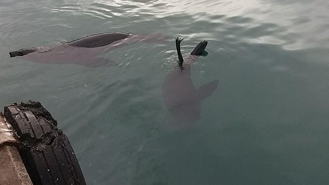 Small Group Cape Of Good Hope Penguins Wine Tasting Inc Park Fees - Cape Point area: nature reserve views, lighthouse access, and optional add-ons