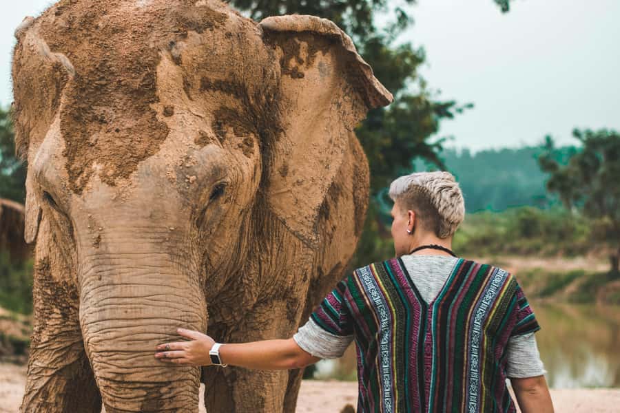 South Africa from Joburg: Elephant Sanctuary Half Day Tour - Key Points Worth Knowing Before You Go