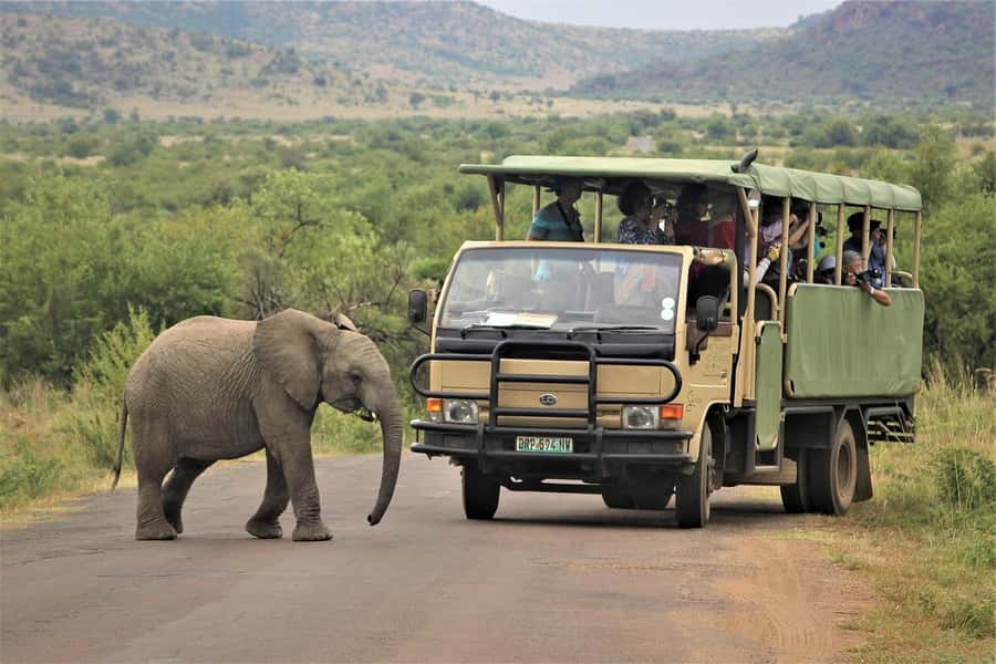 South Africa from Joburg: Elephant Sanctuary Half Day Tour - The Practical Route From Joburg to Hartbeespoort