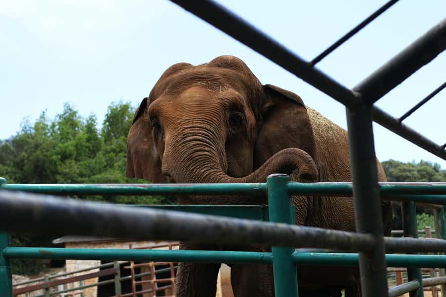 South Africa from Joburg: Elephant Sanctuary Half Day Tour - Feeding Time and Trunk-in-Hand Walking With Handlers