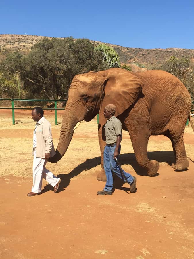 South Africa from Joburg: Elephant Sanctuary Half Day Tour - Who This Tour Suits Best, and Who Might Want a Different Style
