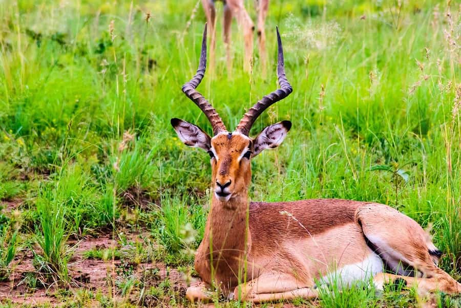 South Africa Joburg: Pilanesberg National Park Day Tour - Key highlights at a glance