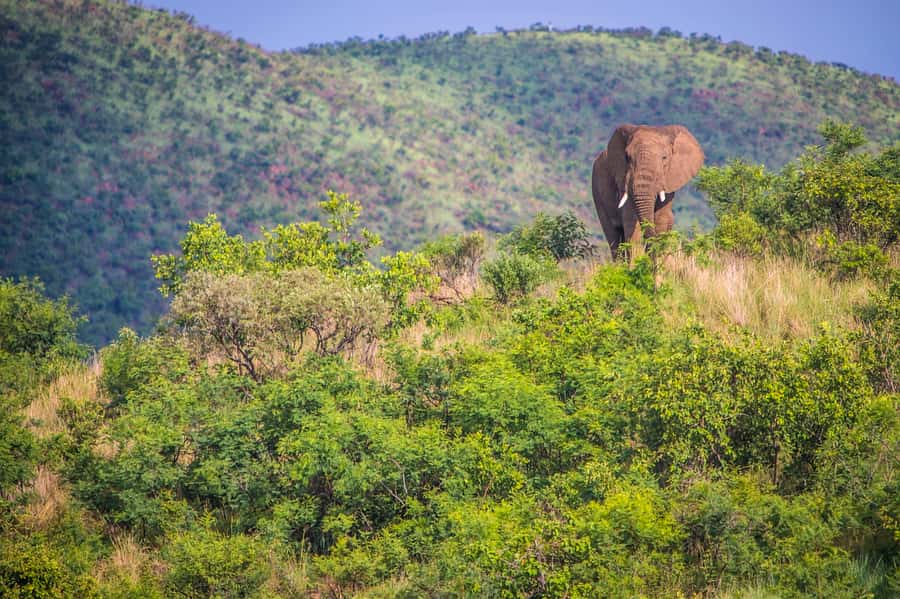 South Africa Joburg: Pilanesberg National Park Day Tour - Morning game drive: your best window for active wildlife