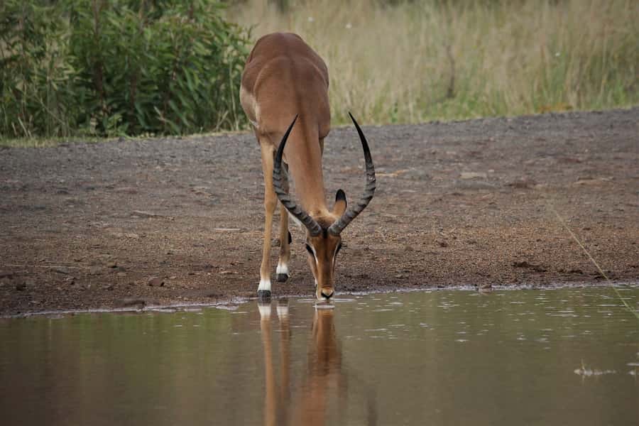 South Africa Joburg: Pilanesberg National Park Day Tour - Price and value: $198 per person for a full safari day package