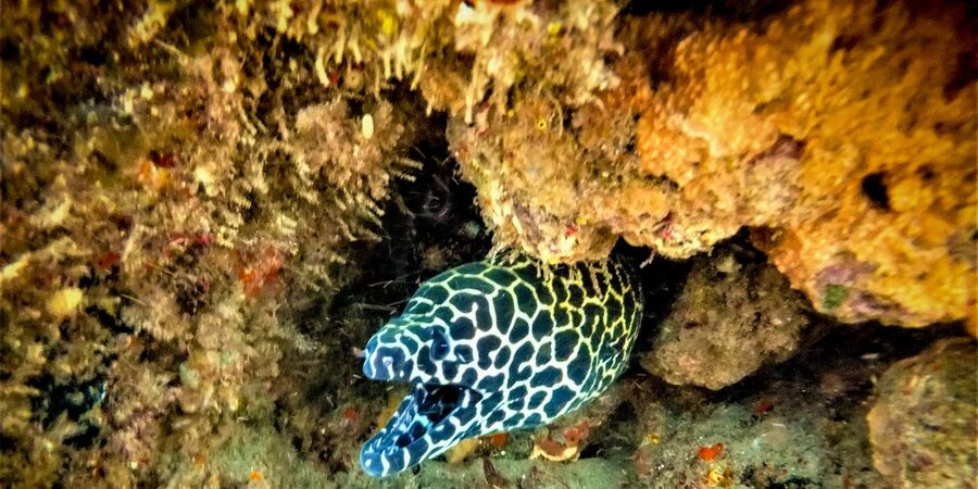 St. Lucia: Cape Vidal Snorkeling Adventure - Key highlights worth knowing