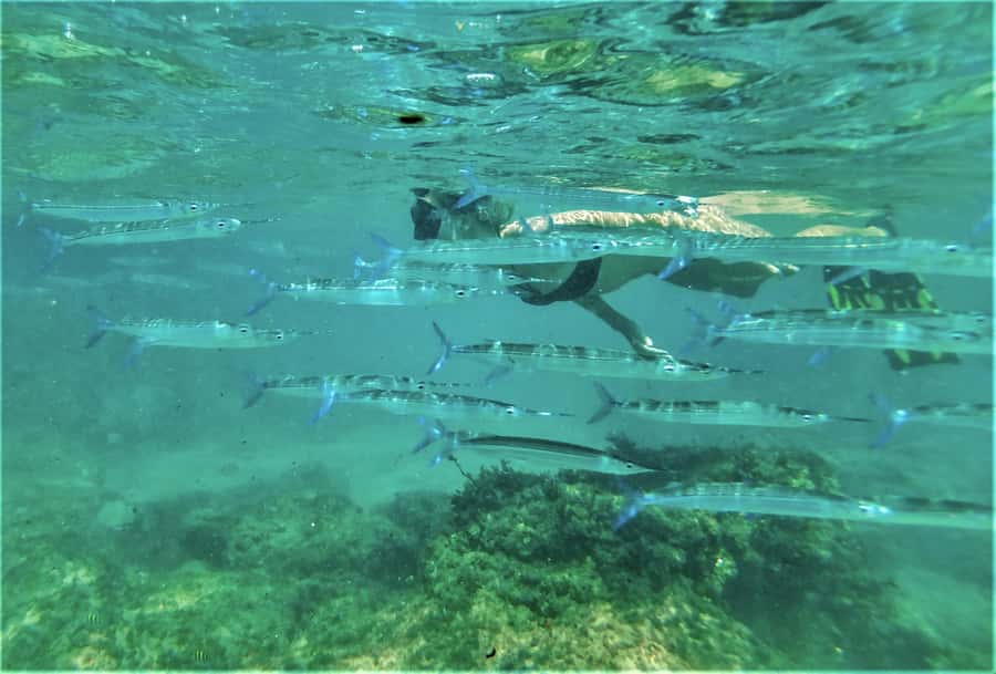 St. Lucia: Cape Vidal Snorkeling Adventure - Cape Vidal, iSimangaliso Wetland Park, and why this snorkel works