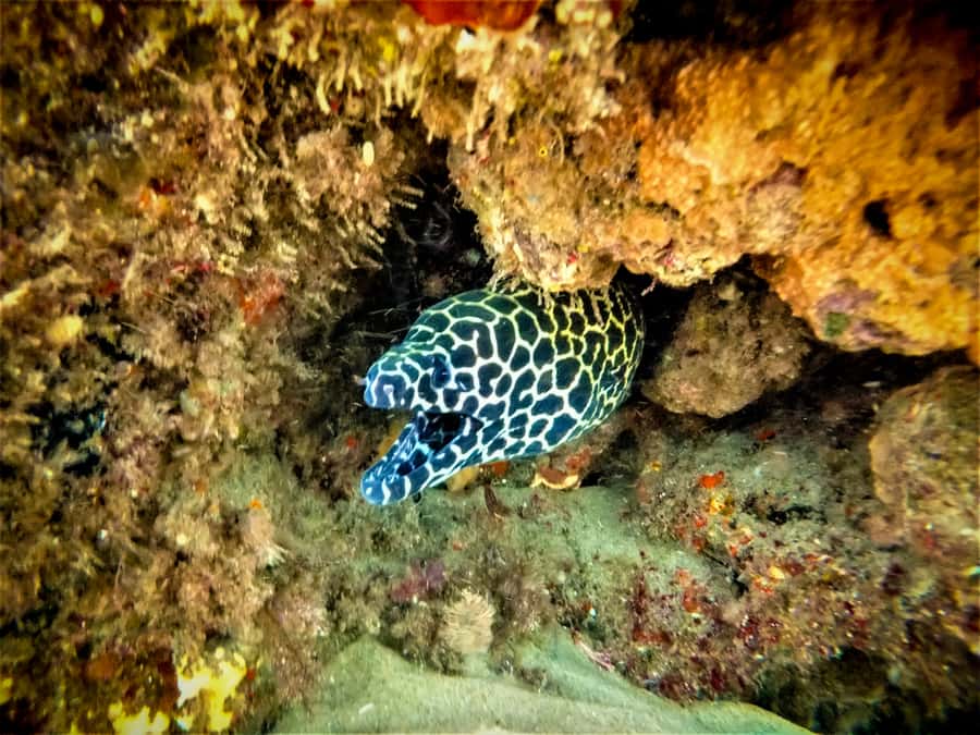 St. Lucia: Cape Vidal Snorkeling Adventure - What you can realistically see: fish variety, stingrays, octopus, and the wreck