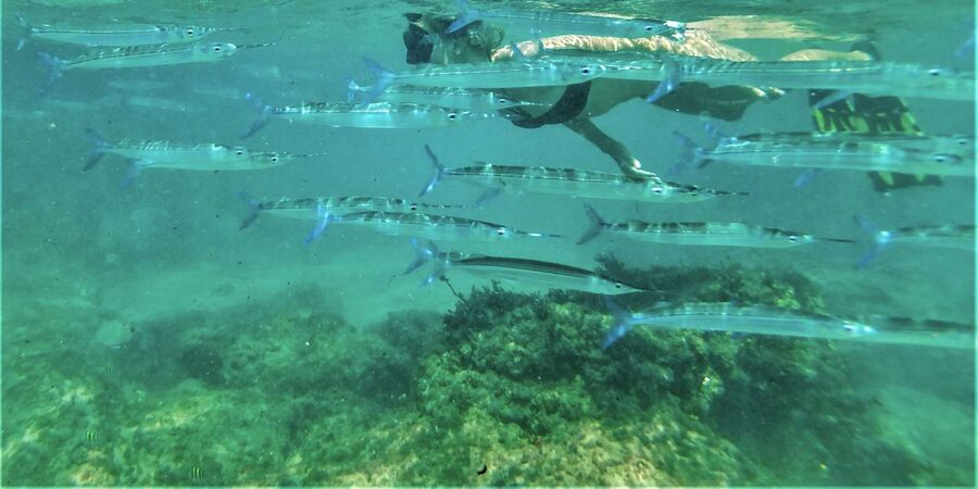 St. Lucia: Cape Vidal Snorkeling Adventure - Should you book St. Lucia: Cape Vidal Snorkeling Adventure?