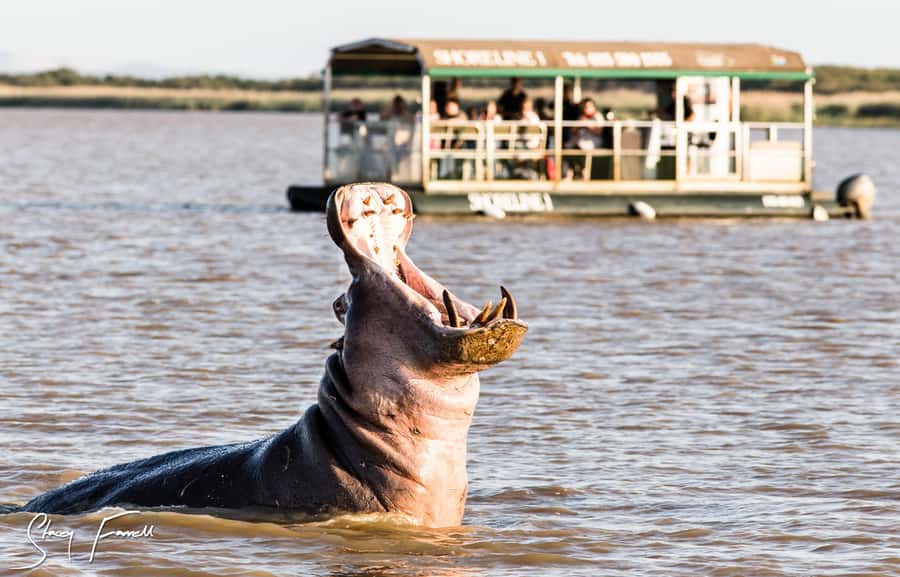 St Lucia: Hippo and Crocodile Cruise on a 15-Seat Vessel - Key points I’d budget your time for