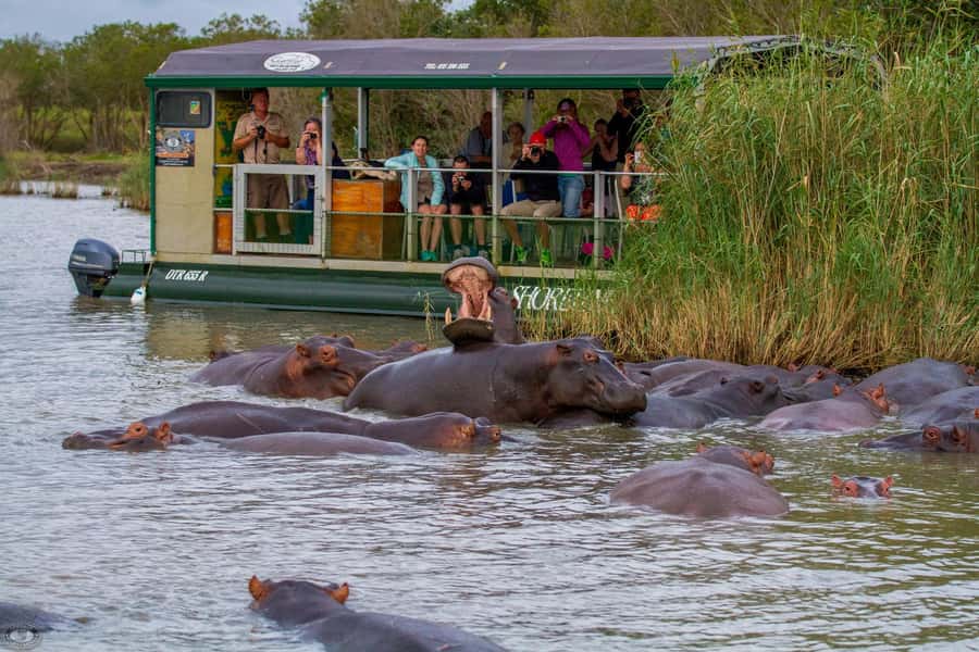 St Lucia: Hippo and Crocodile Cruise on a 15-Seat Vessel - A 15-Seat Hippo Cruise on Lake St Lucia: The Value in the Size