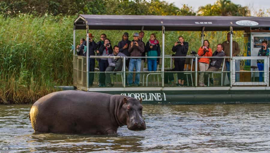 St Lucia: Hippo and Crocodile Cruise on a 15-Seat Vessel - Hippos, Crocodiles, and the Real Meaning of Home of the Hippo