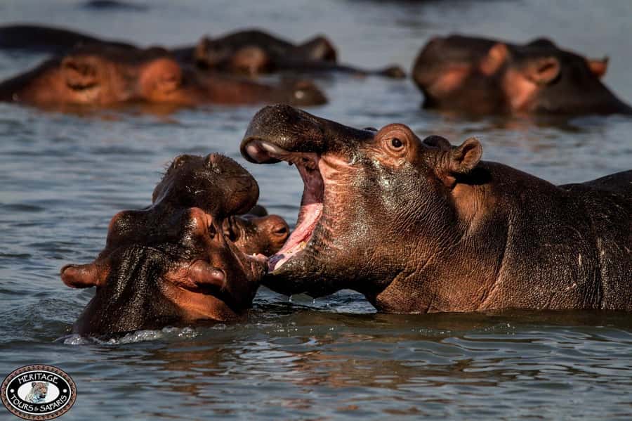 St Lucia: Hippo and Crocodile Cruise on a 15-Seat Vessel - Birdlife on the St Lucia Estuary: The Surprise Value
