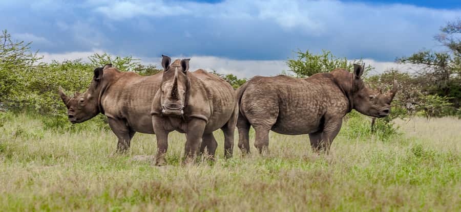 St Lucia: iSimangaliso Wetland Park: Full-Day/Half-Day Tour - Key things to know before you go