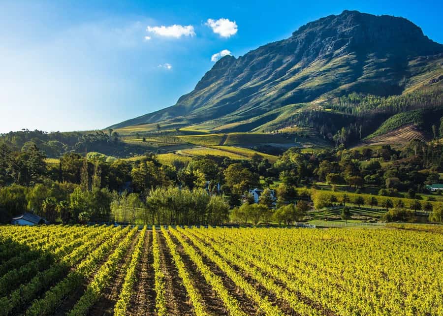 Stellenbosch: All-inclusive Private Wine Tour & Tastings - The town drive: Cape Dutch buildings and history without a lecture marathon