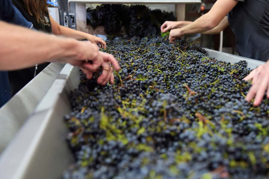 Stellenbosch: All-inclusive Private Wine Tour & Tastings - What to bring (and what to skip) for a comfortable 6.5 hours
