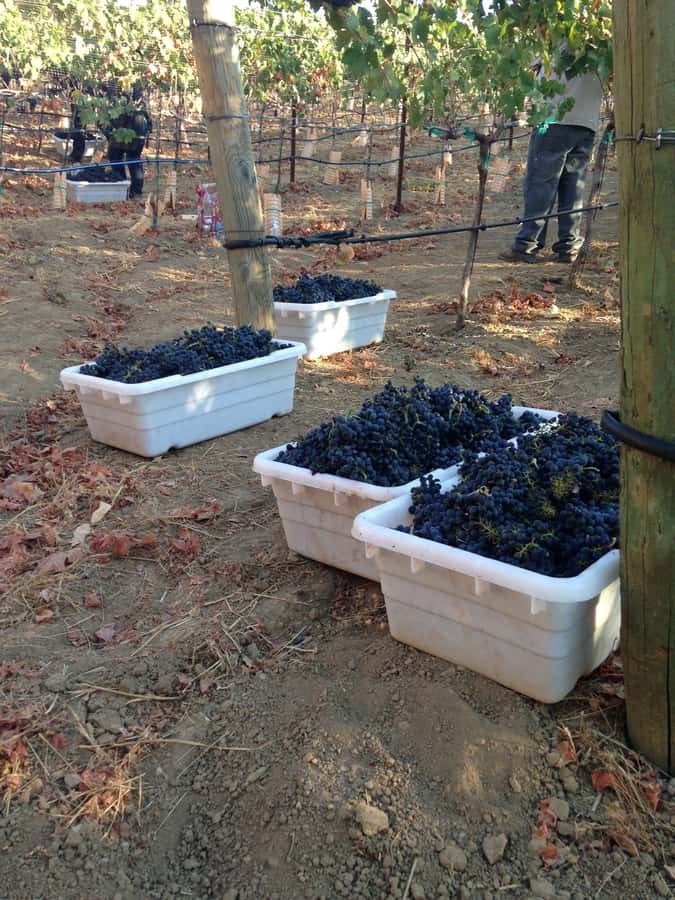 Stellenbosch: All-inclusive Private Wine Tour & Tastings - Who this private tour fits best