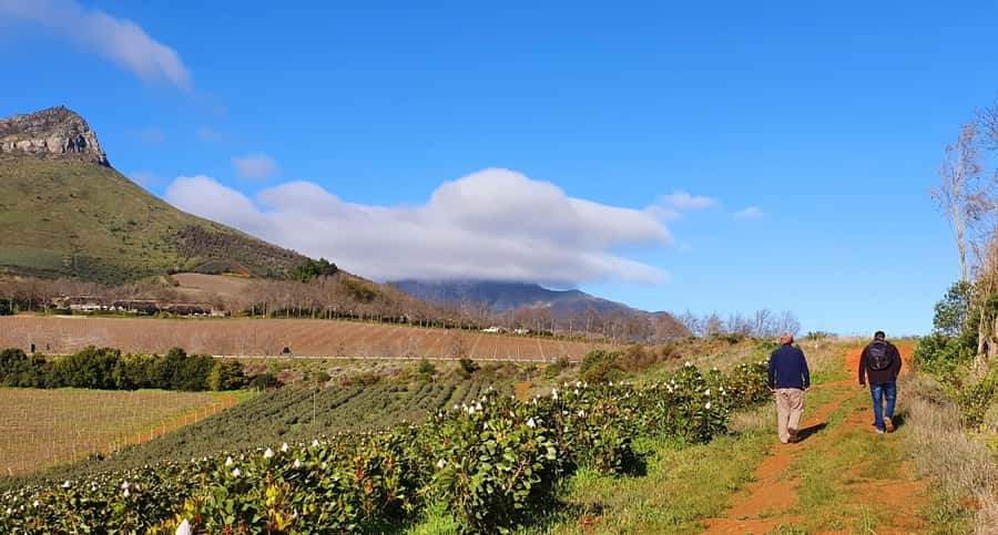 Stellenbosch: Guided Vineyard Hike and Wine Tasting - Key Highlights You’ll Care About