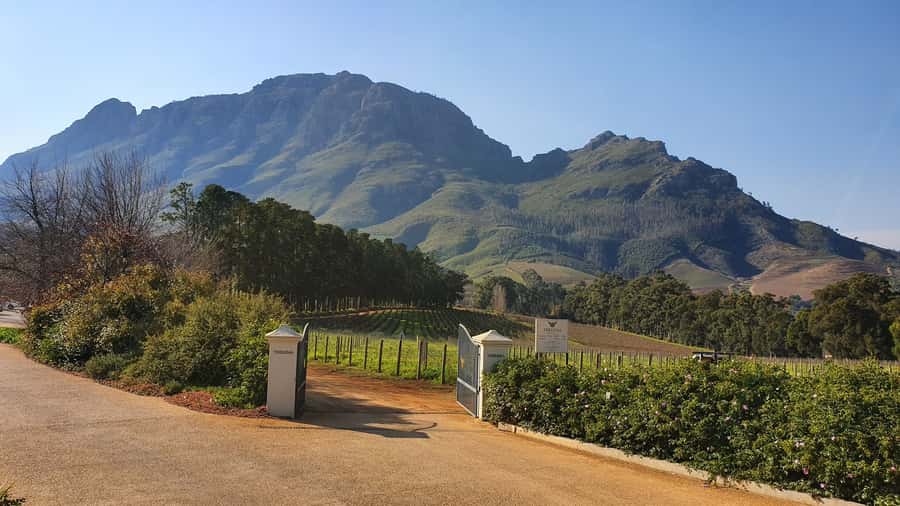 Stellenbosch: Guided Vineyard Hike and Wine Tasting - Vineyard Hike in Banhoek Valley: The Best Kind of Wine Education